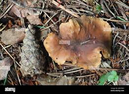 Attēlu rezultāti vaicājumam “Polyporus melanopus”