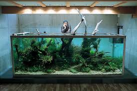 Znalezione obrazy dla zapytania takashi amano%