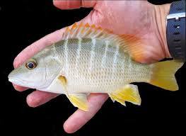 Image result for Lutjanus apodus