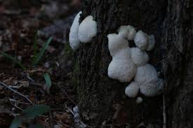 Attēlu rezultāti vaicājumam “Reticularia lycoperdon young”