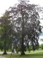 Attēlu rezultāti vaicājumam “Fagus sylvatica fo. purpurea female flower”