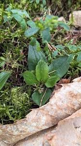 Attēlu rezultāti vaicājumam “Goodyera repens leaf”