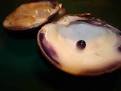 Quahog Pearl -- Sold!