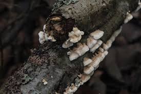 Attēlu rezultāti vaicājumam “Plicatura nivea”