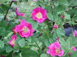 Attēlu rezultāti vaicājumam “Rosa glabrifolia”