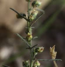 Attēlu rezultāti vaicājumam “Artemisia campestris bud”
