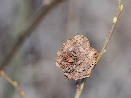 Attēlu rezultāti vaicājumam “Rhabdophaga rosaria”