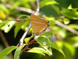 Attēlu rezultāti vaicājumam “Thecla betulae female”