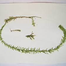 Attēlu rezultāti vaicājumam “Hydrocharitaceae”