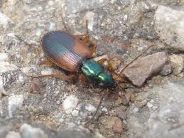 Attēlu rezultāti vaicājumam “Anchomenus dorsalis”