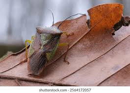 Attēlu rezultāti vaicājumam “Acanthosoma haemorrhoidale imago”