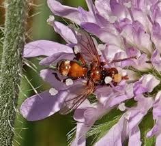Attēlu rezultāti vaicājumam “Schoenus ferrugineus flower”