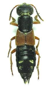 Attēlu rezultāti vaicājumam “Staphylinus erythropterus”