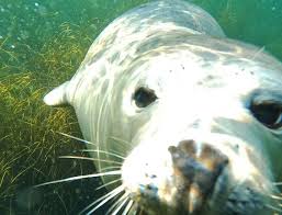 Image result for Wyndley Seals Snorkelling Club