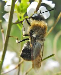 Attēlu rezultāti vaicājumam “Anacampsis blatariella”