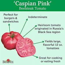 Afbeeldingsresultaat voor caspian pink tomato