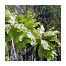 Attēlu rezultāti vaicājumam “Ulmus glabra”