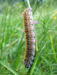 Attēlu rezultāti vaicājumam “Lasiocampa trifolii”