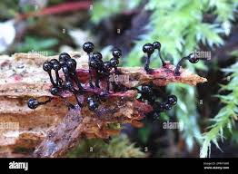 Attēlu rezultāti vaicājumam “Cribraria purpurea macro”