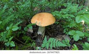 Attēlu rezultāti vaicājumam “Leccinum versipelle”