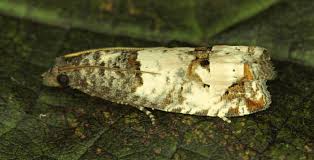 Attēlu rezultāti vaicājumam “Notocelia roborana”