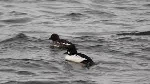 Attēlu rezultāti vaicājumam “Bucephala clangula female”