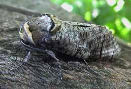 Attēlu rezultāti vaicājumam “Cossus cossus imago”