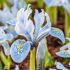 Attēlu rezultāti vaicājumam “Iris reticulata”