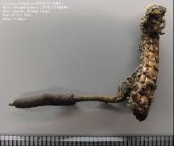 Attēlu rezultāti vaicājumam “Cordyceps stylophora”