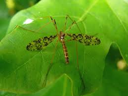 Attēlu rezultāti vaicājumam “Epiphragma ocellare”