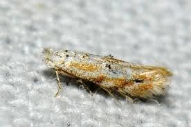 Attēlu rezultāti vaicājumam “Bucculatricidae”