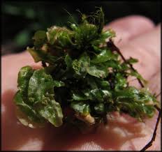 Attēlu rezultāti vaicājumam “Nowellia curvifolia”