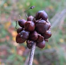 Attēlu rezultāti vaicājumam “Oenothera rubricauli bud”