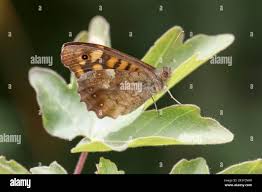 Attēlu rezultāti vaicājumam “Pararge aegeria underside”