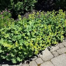 Image result for Alchemilla mollis