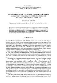 Attēlu rezultāti vaicājumam “Ombrophila violacea spores”