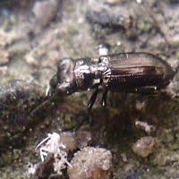 Attēlu rezultāti vaicājumam “Notiophilus palustris”