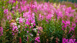 Image result for Weidenröschen