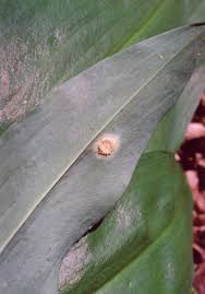 Attēlu rezultāti vaicājumam “Puccinia sessilis”