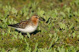 Image result for Calidris ruficollis
