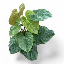 Attēlu rezultāti vaicājumam “Didymium verrucisporum”