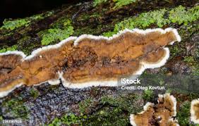 Attēlu rezultāti vaicājumam “Cylindrobasidium evolvens”