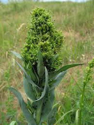 Attēlu rezultāti vaicājumam “Arabis glabra”