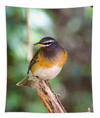 Image result for Turdus obscurus