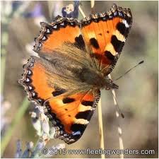 Attēlu rezultāti vaicājumam “Aglais urticae underside”