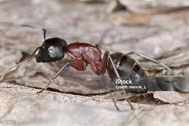 Attēlu rezultāti vaicājumam “Camponotus herculeanus”