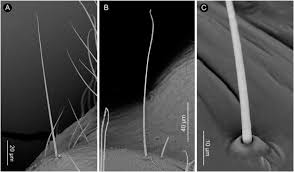 Attēlu rezultāti vaicājumam “Capsodes gothicus imago”