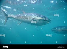 Image result for Thunnus maccoyii