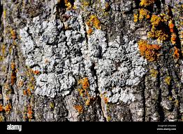 Attēlu rezultāti vaicājumam “Xanthoria polycarpa”