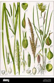 Attēlu rezultāti vaicājumam “Carex pseudocyperus”